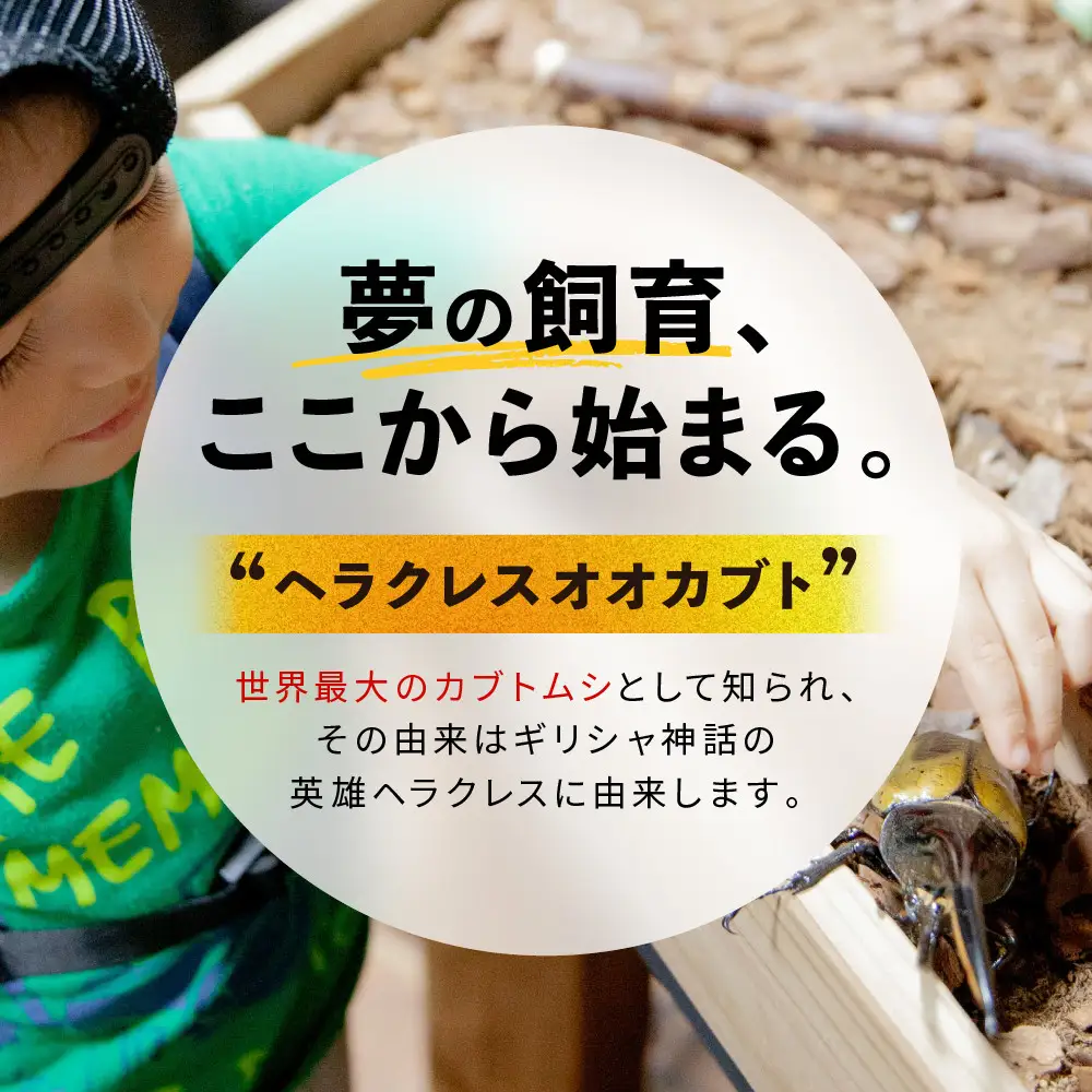 ヘラクレスオオカブト メス 1匹 サイズフリー　※配送不可地域あり