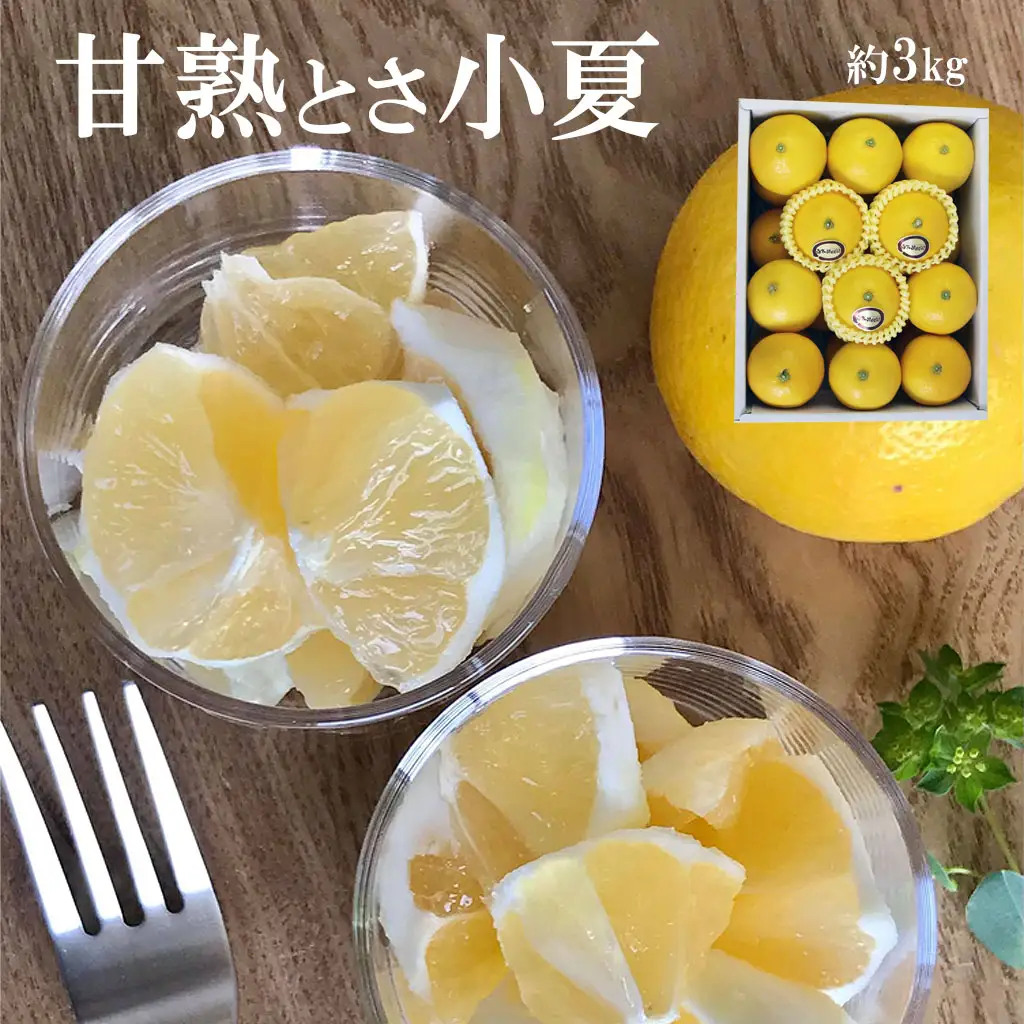 【先行予約】甘熟とさ小夏 特選品贈答用（S~Lサイズ）約3kg〈2027年4月上旬-2027年5月中旬頃発送〉高知県土佐市 【株式会社SHIRAKI】 [BQAI029]