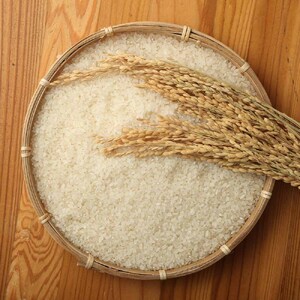 【先行予約】令和6年産 新米 コシヒカリ精米10kg（1袋）3回定期便 【J00130】