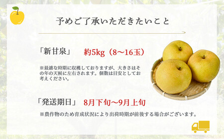 【倉吉産】新甘泉 5kg（ＪＡ鳥取中央） 梨 和梨