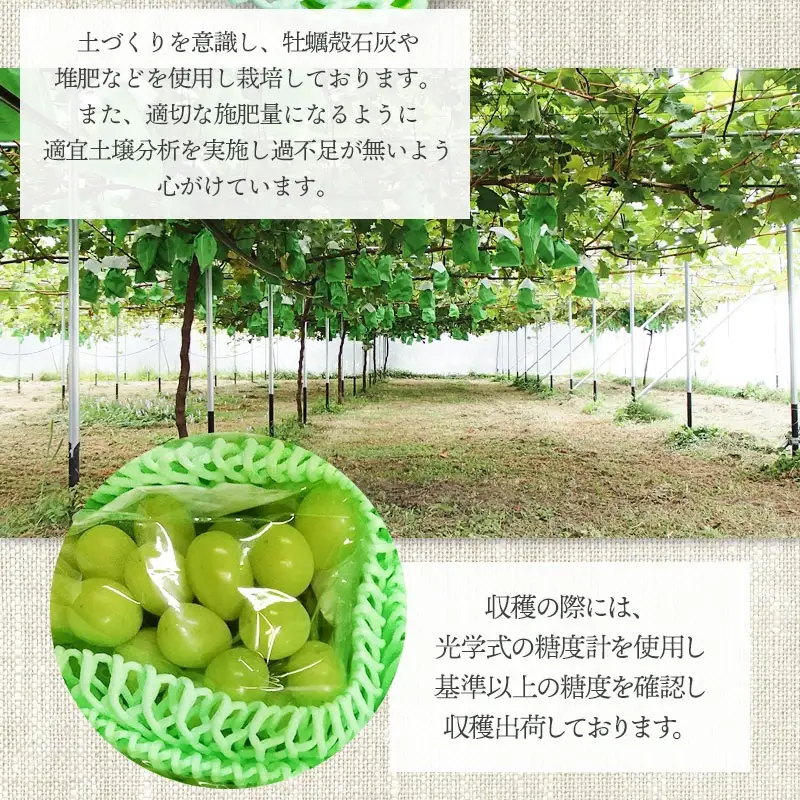 【令和8年産先行予約】シャインマスカット 2房（約1.2～1.4kg）　山形県鶴岡市　クドウファーム　| ブドウ 葡萄 ぶどう しゃいんますかっと マスカット 果物 くだもの フルーツ 旬 期間限定 産地直送 おいしい おすすめ 人気 お取り寄せ 返礼品
