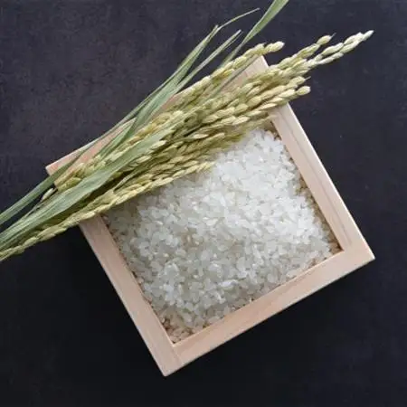 青野山の湧水と朝晩の寒暖差が育んだ棚田の甘～い米「コシヒカリ」(白米5kg×2袋)(令和8年産)【1524992】