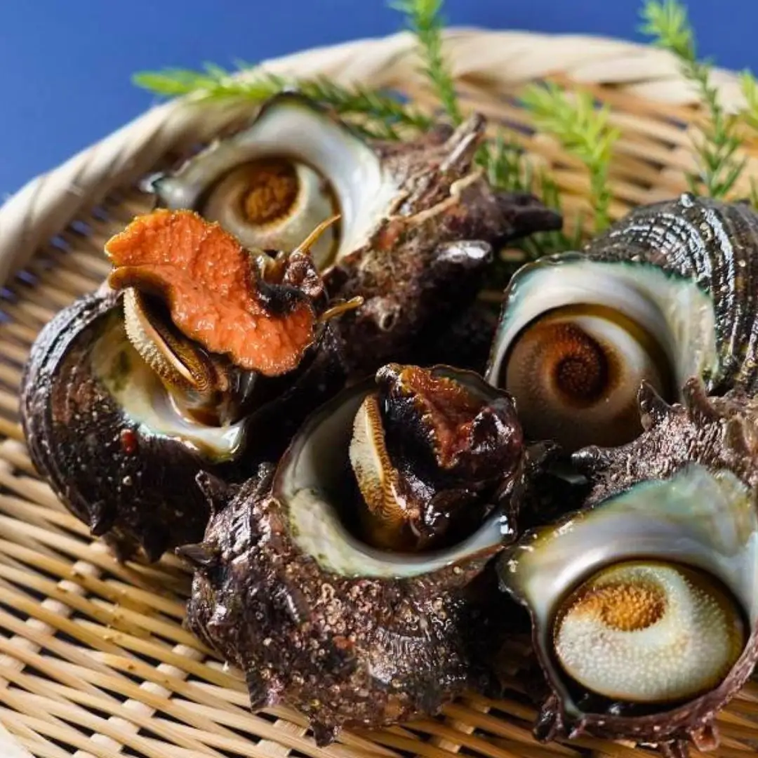佐渡産 天然活サザエ 2kg