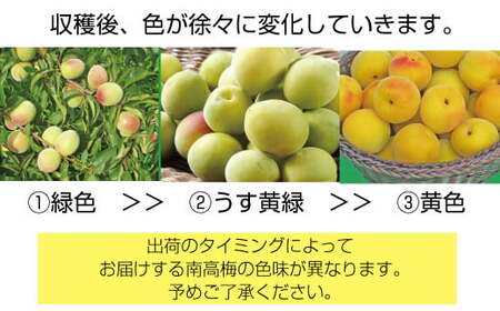 【梅干・梅酒用】熟南高梅 10kg　大玉４L秀優混合 ＜2027年6月上旬～7月7日発送予定＞【ART02】/ 梅 梅干し ウメ 青梅 生梅 梅シロップ うめ 梅酒 和歌山 南高梅 フルーツ 果物 くだもの 食品 人気 おすすめ 送料無料【art022C】