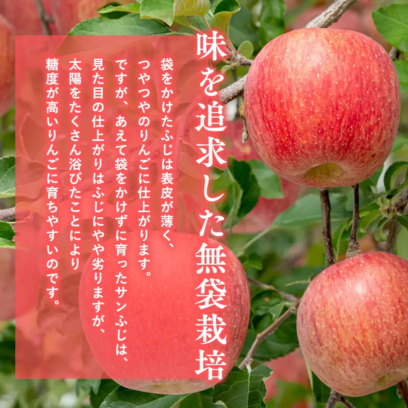 りんご サンふじ 約5kg りんご