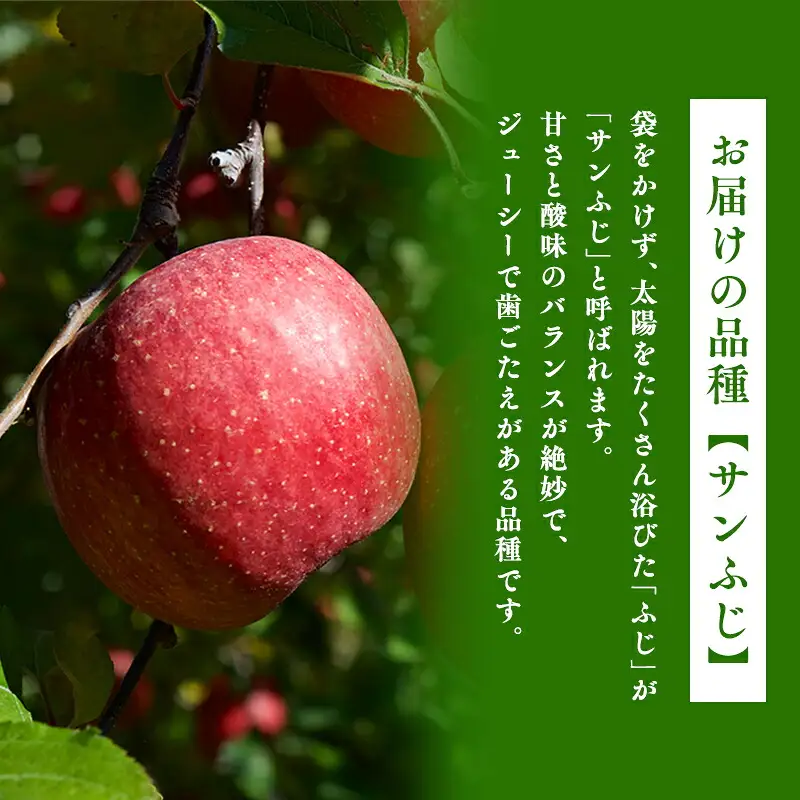 3月 葉取らずサンふじ 約10kg 訳あり 家庭用 [hi-0009-009]