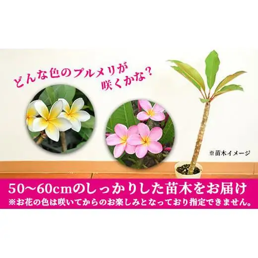 石垣島産 プルメリア苗木1本(50～60cm)　NE-5