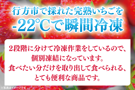 瞬間冷凍完熟いちご 500g×2袋｜いちご イチゴ 苺 冷凍イチゴ 冷凍いちご 冷凍 冷凍フルーツ 完熟 フルーツ 果物 くだもの デザート おやつ スムージー ジャム 数量限定(S-9-1)
