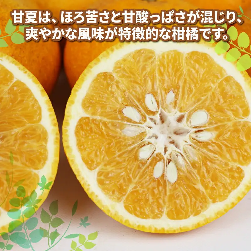 愛媛みかん 訳あり 甘夏 10kg ワールドファーマーズ 先行予約 わけあり 夏みかん 甘夏柑 あまなつ 愛媛ミカン 愛媛蜜柑 訳ありみかん 訳あり蜜柑 訳アリ 訳あり品 mikan 果物 くだもの フルーツ 柑橘 みかん 蜜柑 数量限定 産地直送 国産 愛媛 宇和島 B010-024025