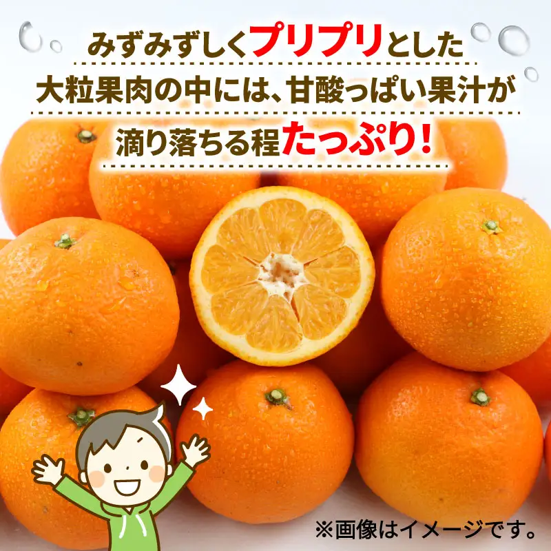愛媛みかん 訳あり 伊予柑 10kg WF 愛媛みかん B010-024022