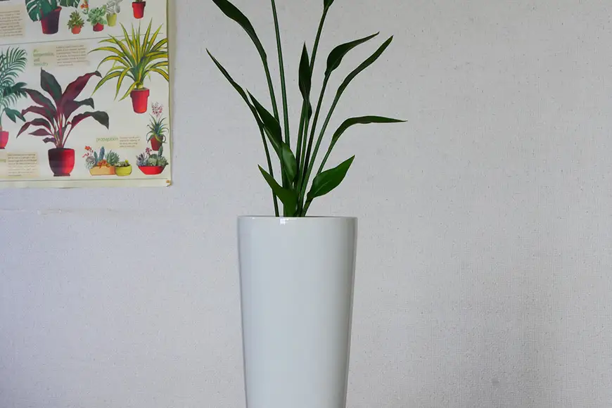 観葉植物 ストレリチアユンケア 陶器鉢付 ホワイト 10.5cmL 1個