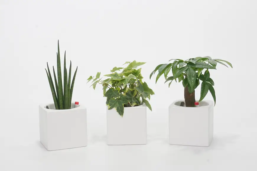 観葉植物 キュートフィット 白角 おまかせ 3個 セット