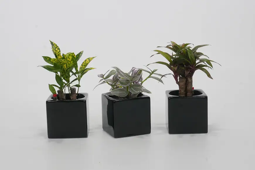 観葉植物 キュートフィット 黒角 おまかせ 3個 セット