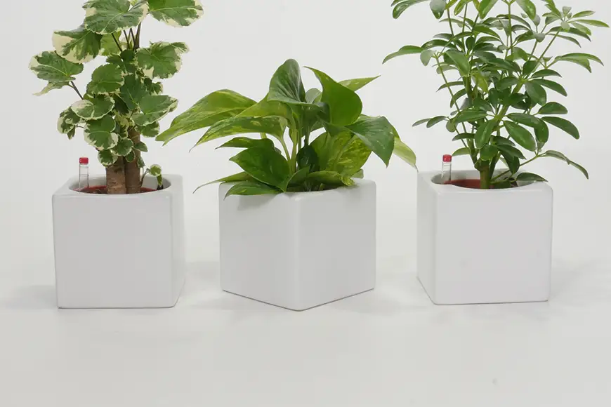 観葉植物 ハイミニフィット 白角 おまかせ 3個 セット
