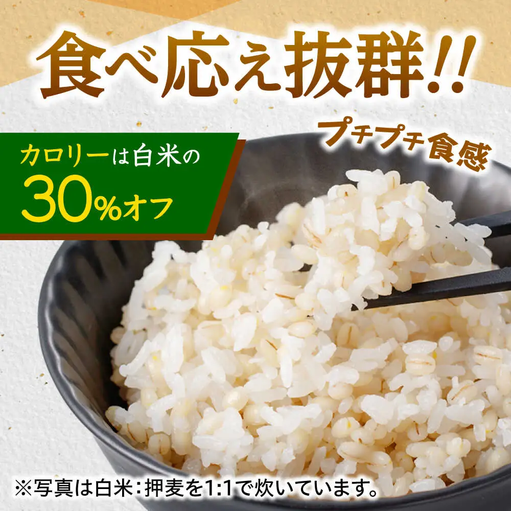 【6回定期便】押麦「長崎御島」 1kg×10袋 計10kg / 麦 むぎ 押麦 はだか麦 麦味噌 雑穀 雑穀米 食物繊維 小分け 長崎県産 米 こめ コメ ※ / 諫早市 / 有限会社伊東精麦 [AHBU011]