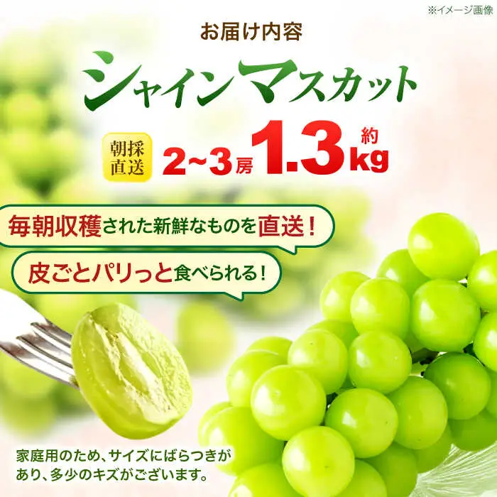 ※【2026年9月より順次発送／先行予約】【ご家庭用】シャインマスカット 約1.3kg(2房から3房) / フルーツ 果物 ぶどう マスカット シャインマスカット しゃいんますかっと / 諫早市 / 肥前グローカル株式会社 [AHDI007]