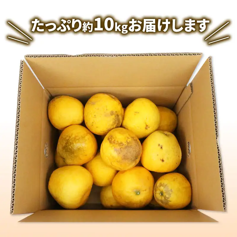訳ありみかん 河内晩柑 10kg WF 訳ありみかん B010-024026