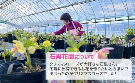北海道芦別市 石黒花園 クリスマスローズ ダブル 5鉢 色・形おまかせ