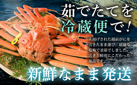 【先行予約】はるか丸厳選 訳あり 越前がに 約400g × 2杯【2027年1月上旬以降順次発送予定】新鮮 越前がに [m36-x002_01]