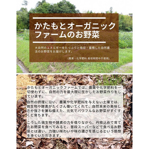 たまねぎ 10kg かわいい玉ねぎ かたもとオーガニックファーム