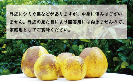 訳あり 河内晩柑 樹齢 30年以上 10kg （ サイズ おまかせ ） 7000円 みかん かわちばんかん 愛南ゴールド あいなん ゴールド 美生柑 文旦 グレープフルーツ 和製 家庭用 産地直送 国産 農家直送 期間限定 数量限定 ビタミン 特産品 ゼリー ジュース マーマレード ピール ドライフルーツ 人気 限定 さわやか 甘い フルーツ 果物 柑橘 蜜柑 規格外 愛南町 愛媛県 果樹園みどり みかん 河内晩柑 みかん 河内晩柑 みかん 河内晩柑 みかん 河内晩柑 みかん 河内晩柑 みかん 河内晩柑 みかん 河内晩柑 みかん 河内晩柑 みかん 河内晩柑 みかん 河内晩柑 みかん 河内晩柑 みかん 河内晩柑 みかん 河内晩柑 みかん 河内晩柑 みかん 河内晩柑 みかん 河内晩柑 みかん 河内晩柑 みかん 河内晩柑 みかん 河内晩柑 みかん 河内晩柑 みかん 河内晩柑 みかん みかん