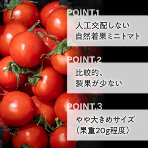 HOLY TOMATO [ミニトマト トマト]