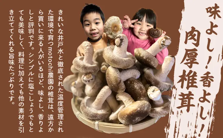 訳あり 菌床 椎茸 1kg (サイズ未選別・不揃い) motochi農園 岩手県九戸村