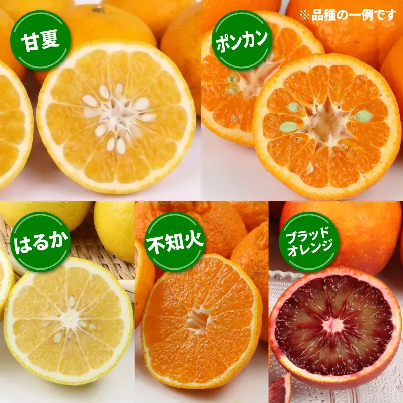愛媛みかん 訳あり 柑橘 詰め合わせ セット 5kg ワールドファーマーズ わけあり 先行予約 愛媛蜜柑 愛媛ミカン 訳アリ 訳あり品 訳有り わけあり みかん mikan 果物 くだもの フルーツ 柑橘 蜜柑 産地直送 数量限定 愛媛 国産 宇和島 B010-024028