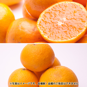季節の柑橘定期便A【全3回】【和歌山県有田】_ZH7021