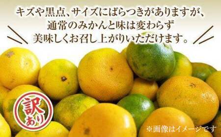 訳あり 極早生みかん 約3kg 国産 秋 みかん 極早生