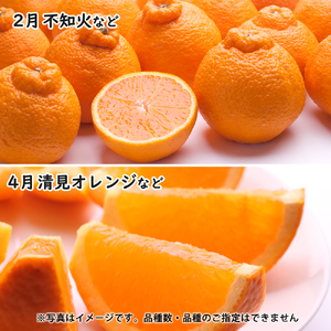 季節の柑橘定期便B【偶数月・全4回】【和歌山県有田】_ZH7024