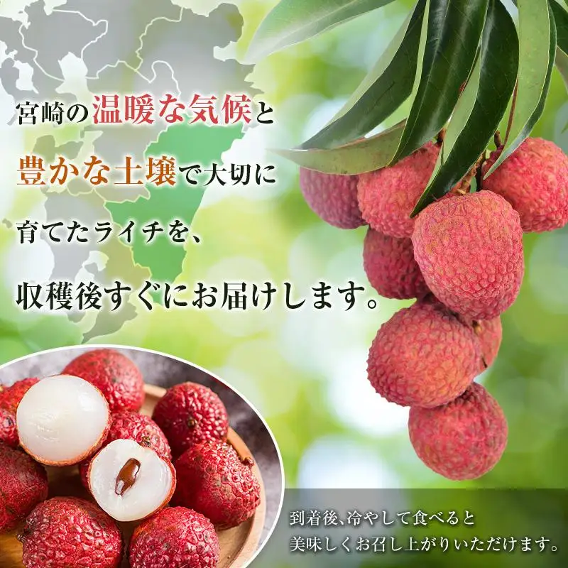 ＜2027年発送＞希少！宮崎県産 生ライチ 計約400g