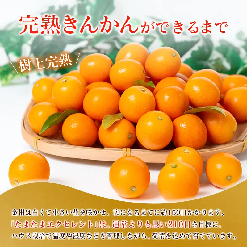 ＜2027年発送＞完熟きんかん「たまたまエクセレント」 糖度18度以上 約1kg 宮崎県産