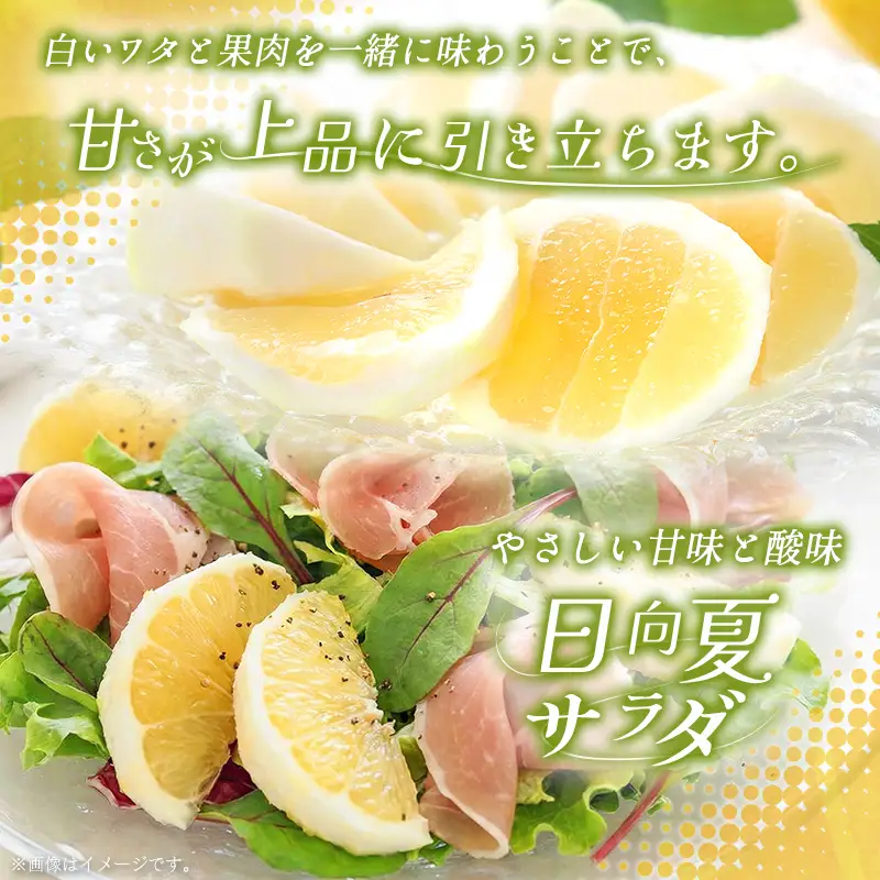 ＜2027年発送＞宮崎県産 露地日向夏 約5kg（満杯詰め）
