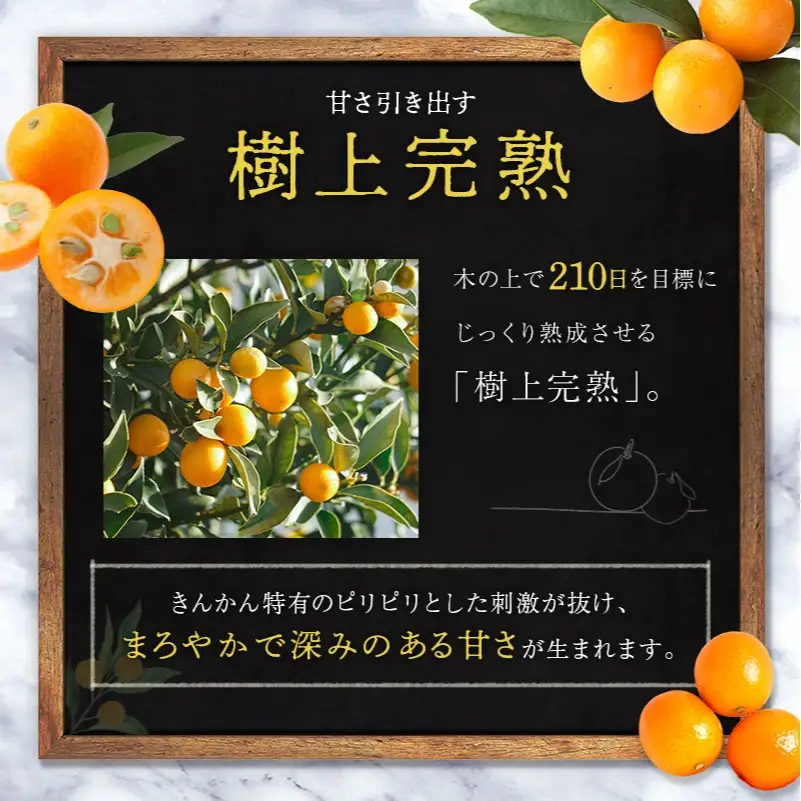 ＜2027年発送＞完熟きんかん「たまたま」約3kg 糖度16度以上 ブランド 金柑 柑橘 宮崎県産