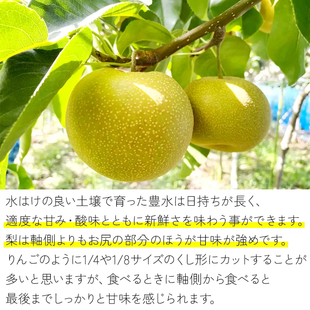 【 2026年9月上旬発送開始 】 豊水梨 約 10kg ( 茨城県共通返礼品 / 石岡市 ) 豊水 梨 フルーツ 果物 なし ナシ 新鮮 旬 期間限定 甘い 国産 [EY002sa]