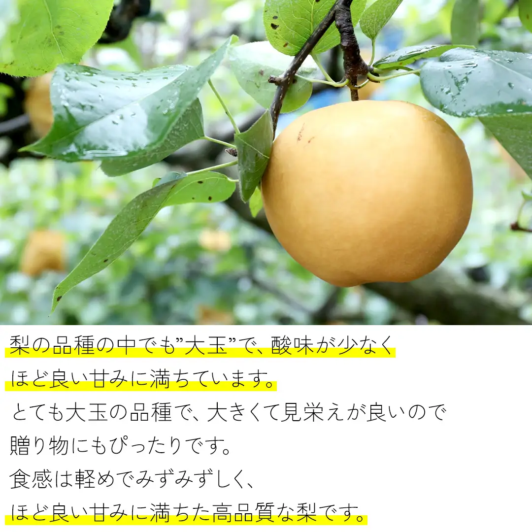 【 2026年9月中旬発送開始 】 新高梨 約 10kg ( 茨城県共通返礼品 / 石岡市 ) 新高 梨 フルーツ 果物 なし ナシ 新鮮 旬 期間限定 甘い 国産 [EY003sa]