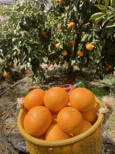 まるでゼリー！】和歌山県産 清見オレンジ 5kg｜和歌山県有田川町
