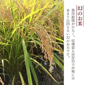 米 10kg 《 新米 新潟県産 コシヒカリ 》 令和8年産 奥阿賀 仁一郎 5kg×2袋 | こしひかり 白米 精米 送料無料 お取り寄せ お米 ※2026年9月下旬頃より順次発送