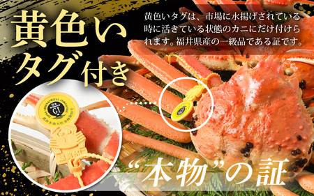 【先行予約】≪浜茹で≫ 地物！天然！越前がに 大サイズ（約1kg） × 1杯【2026年11月中旬以降順次発送予定】ずわいがに ズワイガニ [m36-x005_11]