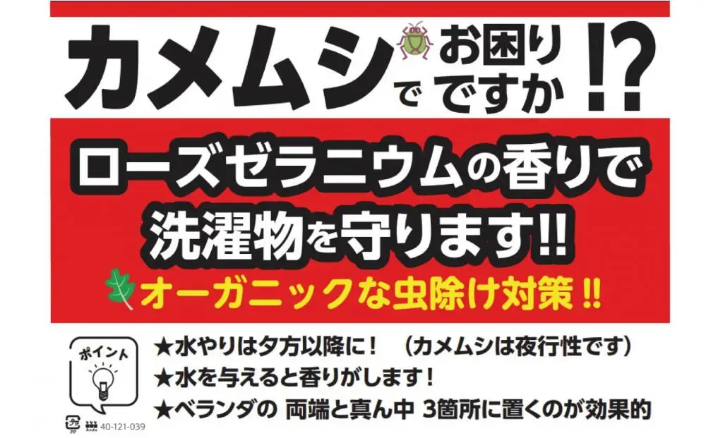 虫よけ効果 ローズゼラニウム 中サイズ 花苗 3個セット（鉢つき） 花苗