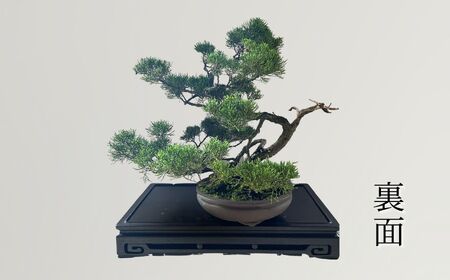 【限定一点】人気の糸魚川真柏 盆栽 現品限り 山採り木 新潟  限定品 商品番号8