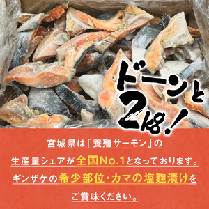 【数量限定】11月配送 訳あり ギンザケ カマ 塩麹漬け 石巻産 2kg 銀鮭 鮭カマ さけカマ ギンザケカマ 銀鮭カマ 塩麹漬けカマ 鮭 漬魚 サーモン 鮭 焼き魚 魚 焼魚