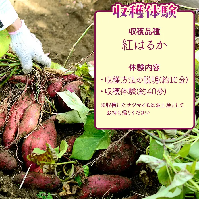 491 さつまいも掘り 体験チケット （４名まで利用可能）