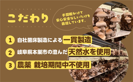大容量 訳あり 生しいたけ 約 1.2kg 大容量  まるごと家 [mt1622]