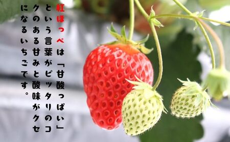 【 いちご 】 紅ほっぺ 1080g 1月～順次発送