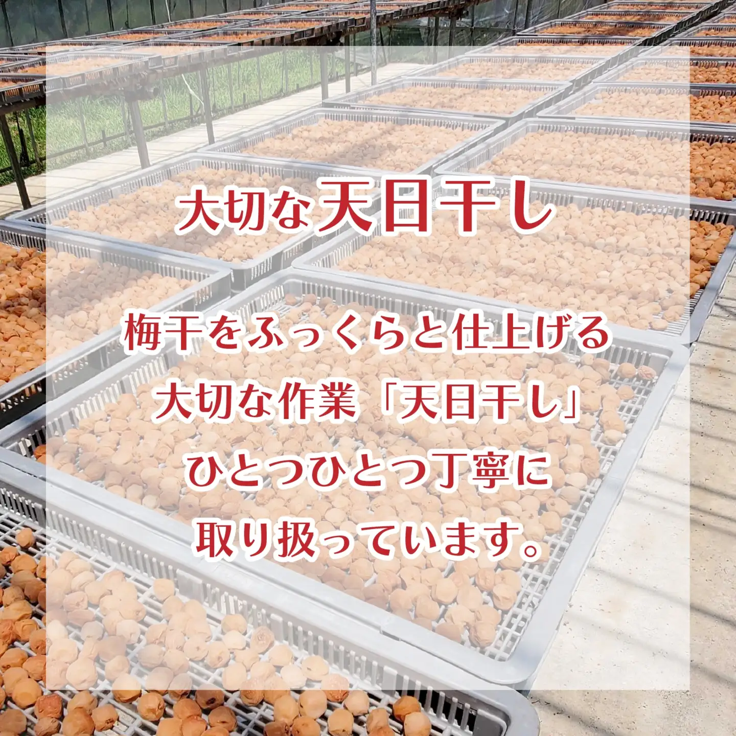 【 梅干し 】 梅干 1kg 大梅 保存料不使用