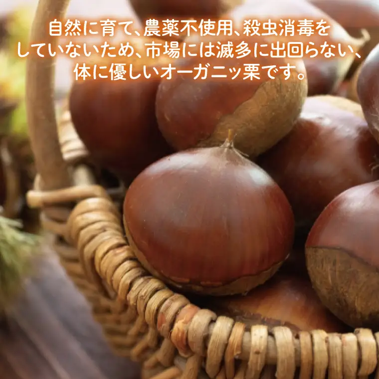 【2026年9月中旬より順次発送】石岡市鶴沼の栗（生栗）1kg（茨城県共通返礼品/石岡市）（KN-4）