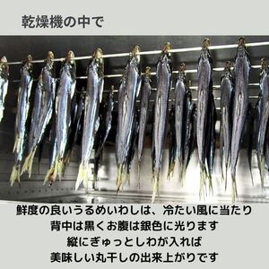 うるめ丸干し 260g ／ うるめいわし うるめ イワシ 鰯 干物 丸干し カルシウム 朝食 おかず おつまみ おやつ 乾物 魚介 加工品 老舗 角助屋 伊勢 志摩 