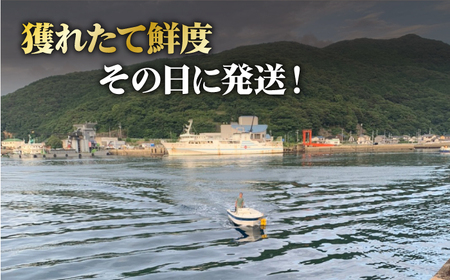 新上五島町産活サザエ 殻付き2kg[RBK001] さざえ サザエ 海鮮 さざえ サザエ 海鮮 さざえ サザエ 海鮮 さざえ サザエ 海鮮 さざえ サザエ 海鮮九州 長崎